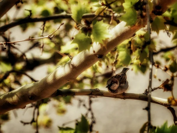 Gorrión Descansa Sobre Una Rama Árbol Principios Primavera — Foto de Stock