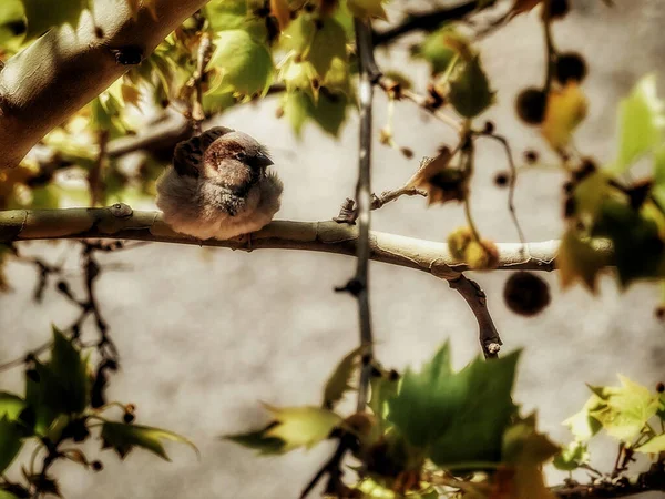 A sparrow rests on a tree branch in early spring