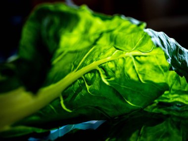 Dar yaprak. Kare yaprak. Yeşil yapraklı ve beyaz etli, yenilebilir sebze..