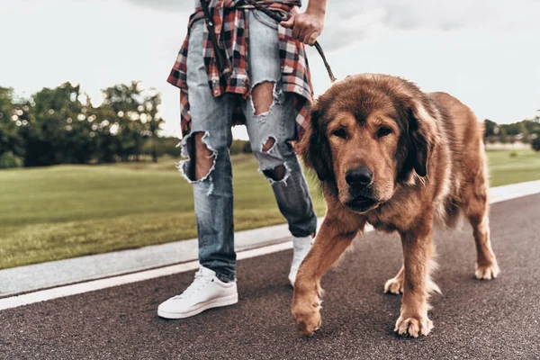 犬と歩く男 — ストック写真