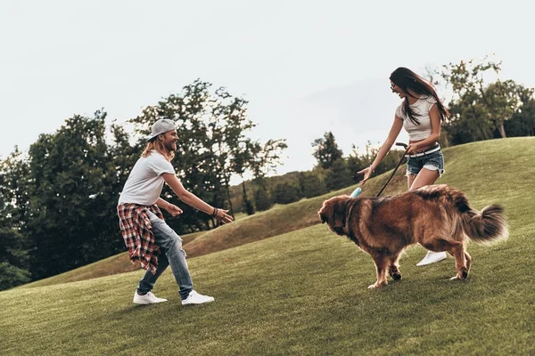 Mutlu çift büyük köpekle oynamayı — Stok fotoğraf