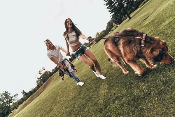 大きな犬と遊んで幸せなカップル — ストック写真