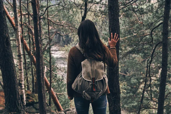 妇女的后方看法与背包站立在森林和感人的树 — 图库照片