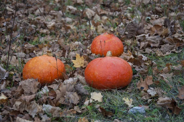 Sonbahar ormanında balkabakları