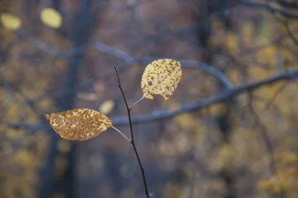 Sarı yapraklar sonbahar ormanında bir dal üzerinde