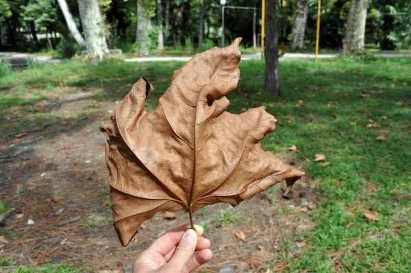 Eski Park 'ta alışılmadık güzel bir yaprak
