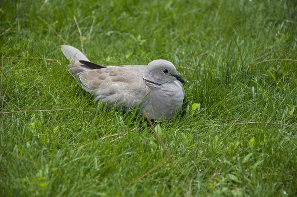 Parktaki yeşil çimlerin üzerinde mavi kanatlı güvercin.