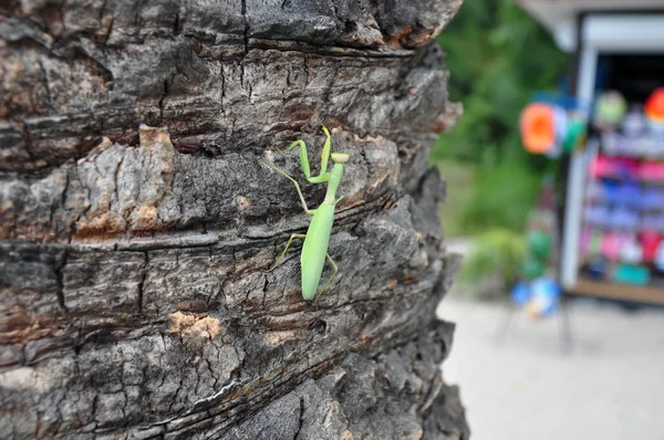 Çekirgeler zehirli bir ağacın gövdesinde