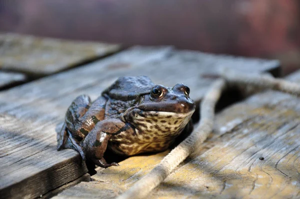 Göl kıyısındaki çiğ odun üzerinde kurbağa