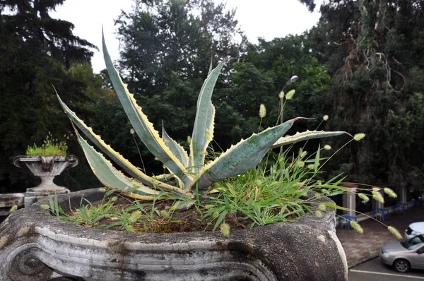 Çiçek tarlasında kaktüs yeşili