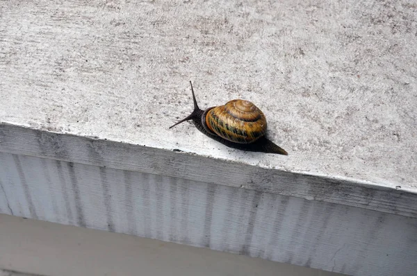 Caracol Sentado Chão Concreto — Fotografia de Stock