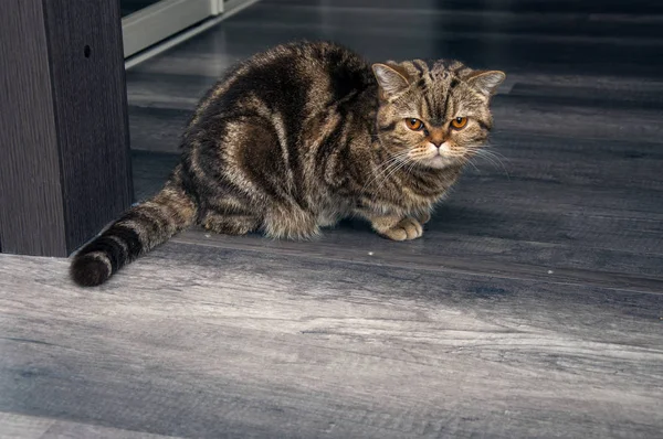 Düğme isimli bir kedi.