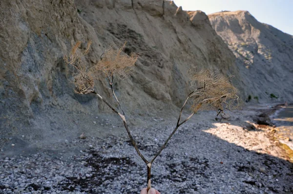 Dağlara karşı sahilde alışılmadık bir çalı.