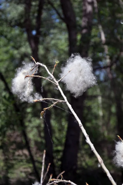 # Beyaz baharın ilk zamanlarında, yoldaki ormanda #