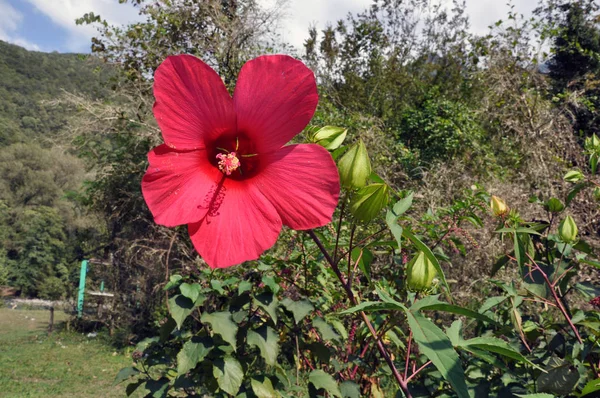 Bir dağ nehrinin kıyısında kırmızı çiçek