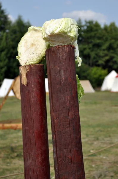 Tahta kütüklerin üzerinde lahana beyazı