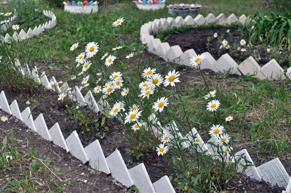 Çiçekli çiçek tarhı beyaz papatyalar