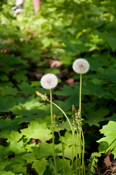 Karahindibalar parktaki yeşil çimlerde bembeyaz.