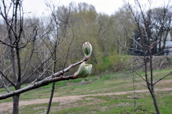 İlkbaharda ağaç dalında yeşil bir Bud şişmiş.