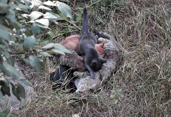 Kedi anne ve yeşil çimlerde kedi yavruları