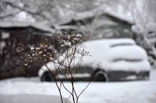 Kar fırtınası tüm kışı kapladı.