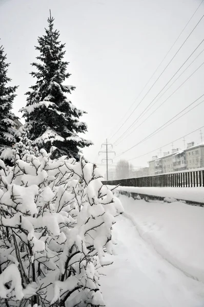 Kar yağışlı kış Noel ağaçları kar beyazı beyaz