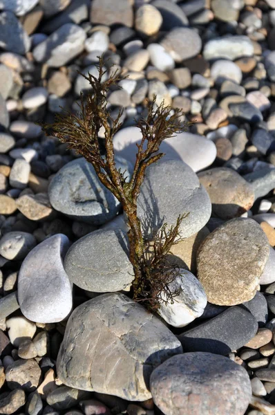 Taşlı deniz kıyısı ve denizin dibinden güzel bir dal.