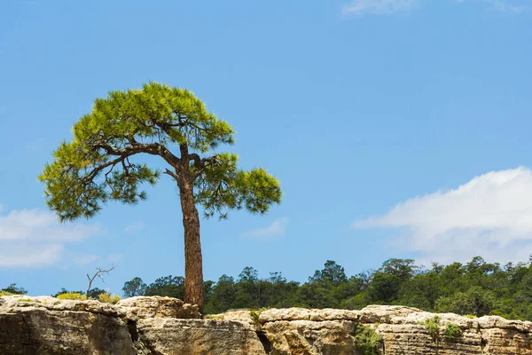 Einzelner Baum — Stockfoto