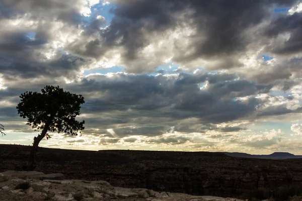 Foto oscura de un solo árbol — Foto de Stock