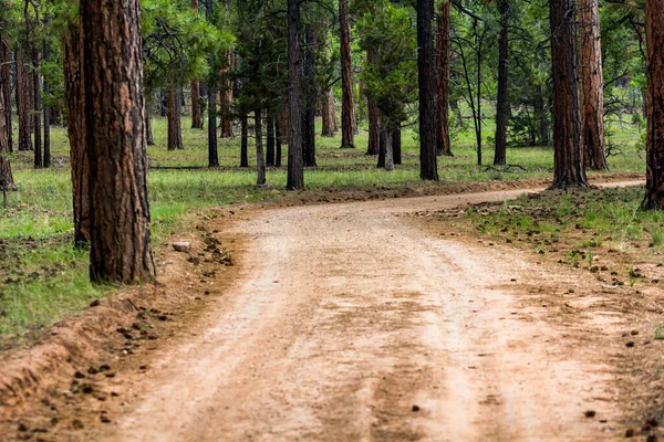 Immagine Panoramica Della Strada Forestale Tra Gli Alberi — Foto Stock