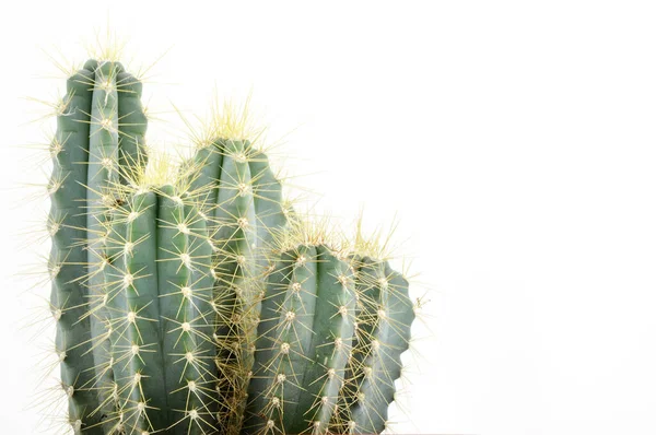 Colección casera de cactus para decoración en macetas, aislada sobre fondo blanco — Foto de Stock