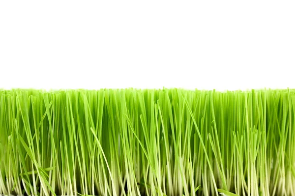 Noel buğdayı, beyaz arka planda izole edilmiş çimenler.