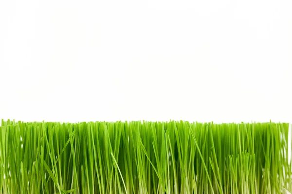 Noel buğdayı, beyaz arka planda izole edilmiş çimenler.