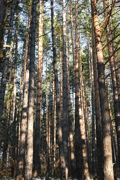 Bosque de pinos durante el invierno, árboles grandes con cielo azul claro — Foto de Stock