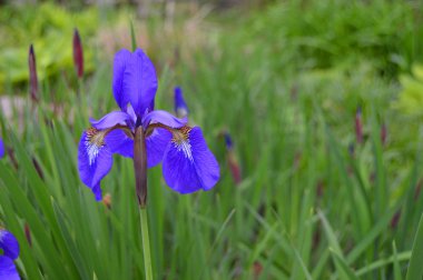 Bloom mor Iris
