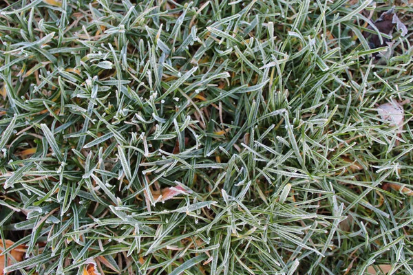Matgemaakt Gras Winter — Stockfoto