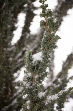 Kar ve Buz Fırtınası Eugene Oregon