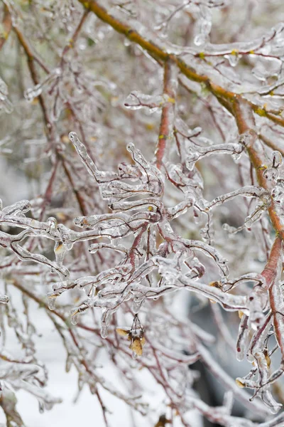 Freezing Rain Ice Storm Coats Plants — Stock Photo, Image