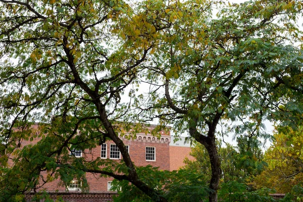 Hoja de Otoño en la Universidad de Oregon — Foto de Stock