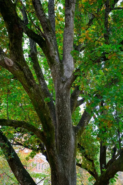 紅葉がオレゴン州の大学で — ストック写真