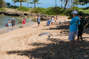 Turistlerin sel pistimiz Beach Park Oahu Hawaii