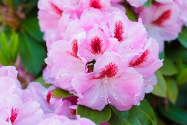 Ormangülü çiçek bal arısı