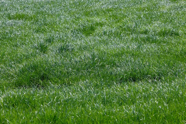 Grama verde no campo — Fotografia de Stock