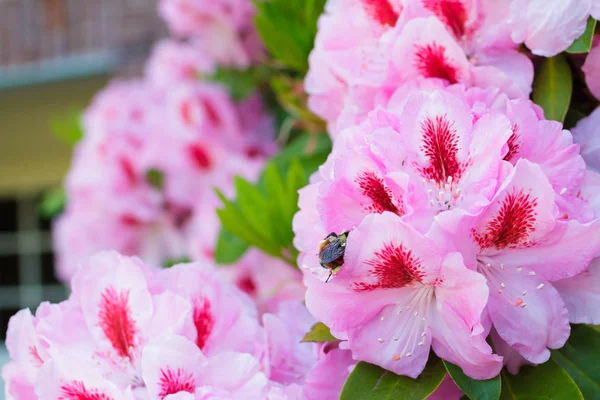 Abelha de mel em flor de rododendro — Fotografia de Stock