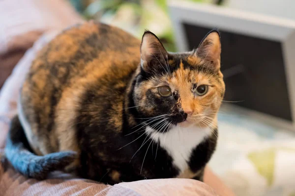 Pet Cat в помещении — стоковое фото