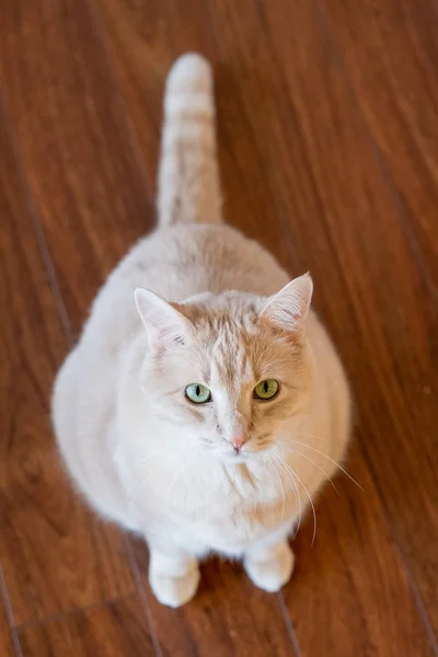 Mascota gato interior —  Fotos de Stock