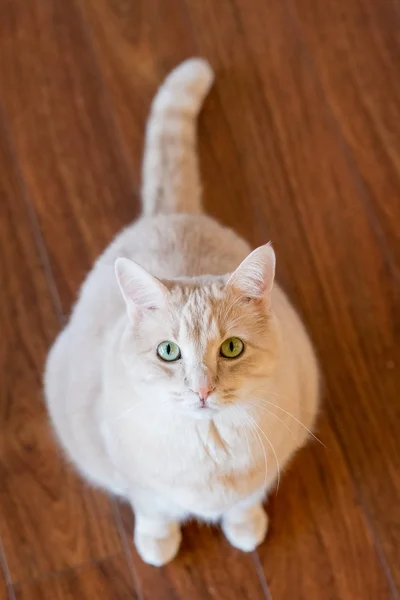 Pet Cat Indoors — Stock Photo, Image