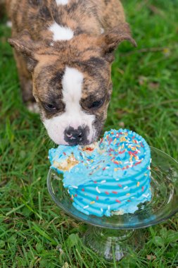 İngilizce Bulldog köpek yavrusu pasta yemeye