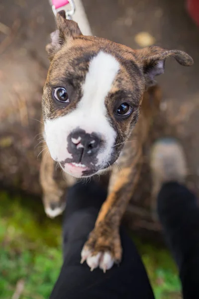 Engelsk tyrannisera hundvalp — Stockfoto