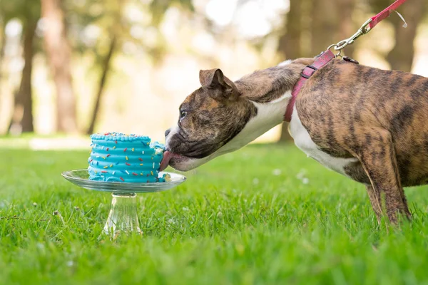 Engels Bulldog Puppy eten taart — Stockfoto